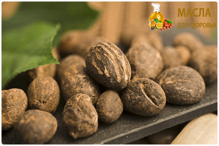 орехи дерева ши