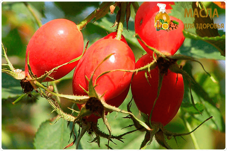 плоды шиповника