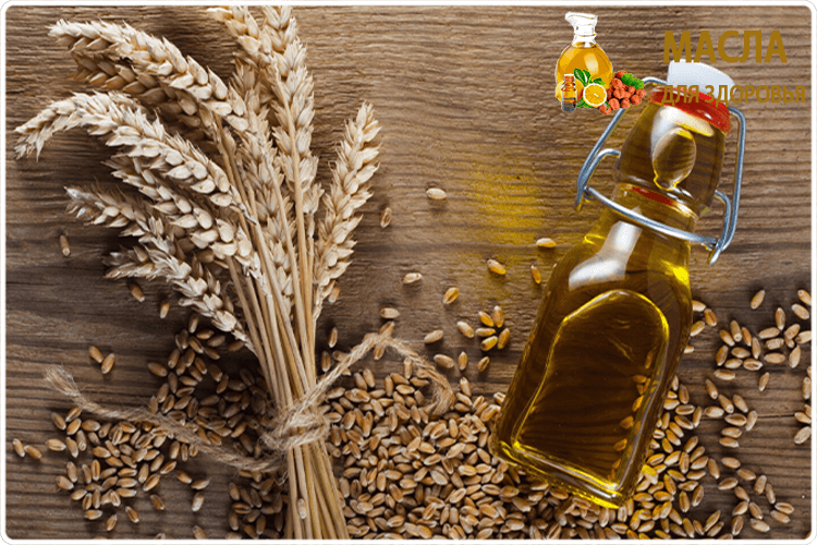пшеница