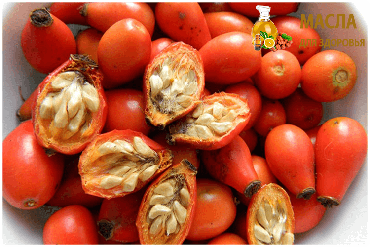 шиповник ягоды