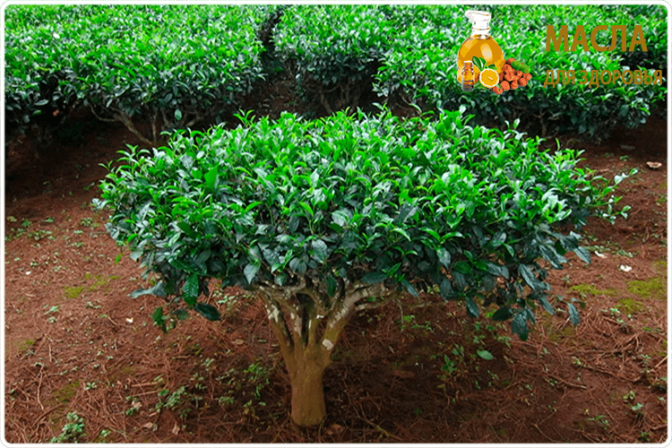 чайное дерево