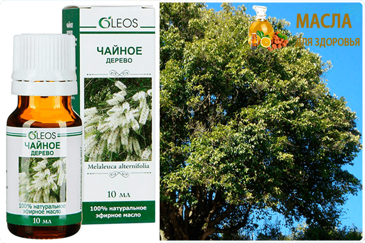 как выглядит чайное дерево