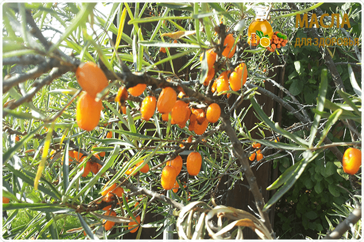 облепиха