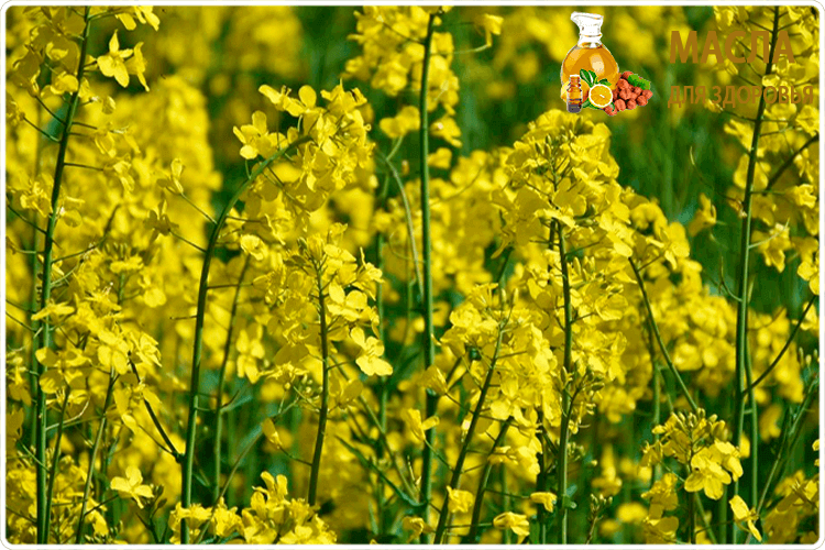 растение рыжик