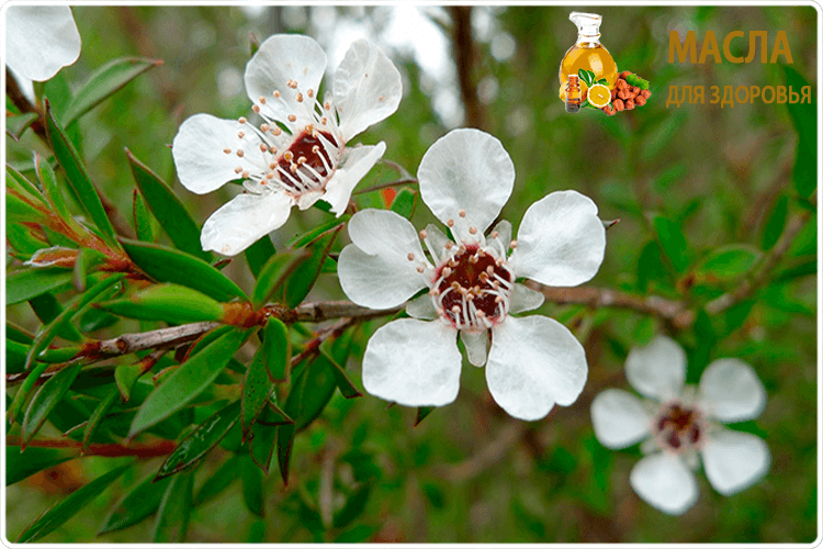 цветок чайного дерева