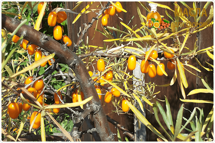 ветка облепихи