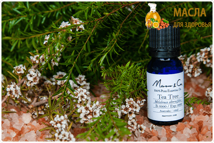 ветки чайного дерева